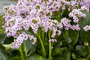 Bergenia 'Fairytale Romance' 